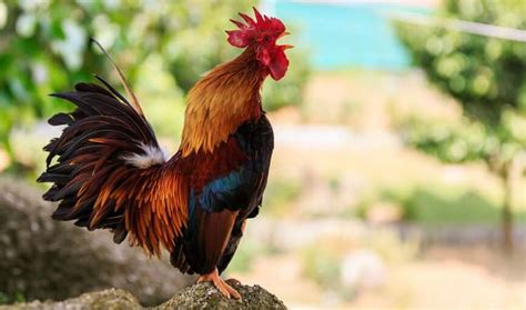  Le Chant du Coq à Sept Crêtes: Une Exploration Vibrant des Symboles Ancestraux dans l'Art